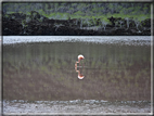 foto Flora e la fauna della Isole Galapagos